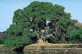 Ficus religiosa - Bodhi Tree
