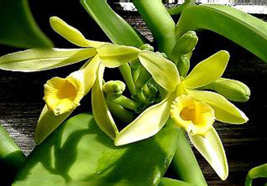 Vanilla planifolia - Vanilla Orchid Vine