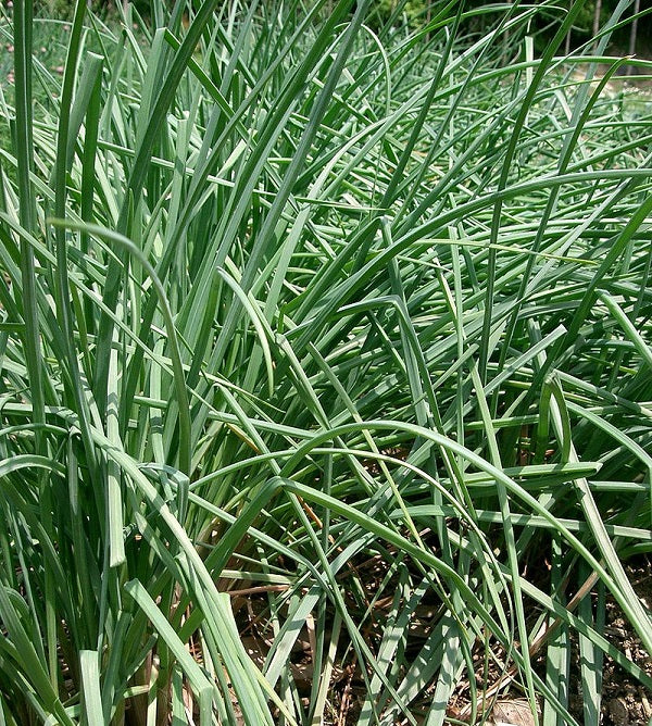 Allium chinense - Rakkyo, Asian Onion