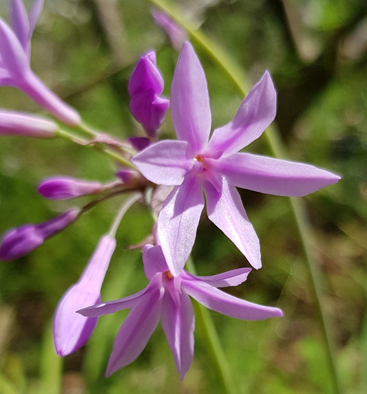 Allium chinense - Rakkyo, Asian Onion