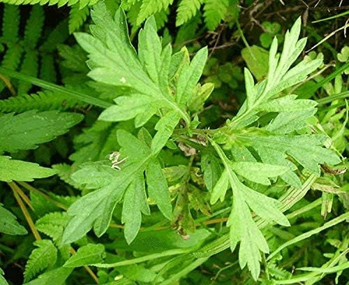 Artemisia argyi - Chinese Mugwort