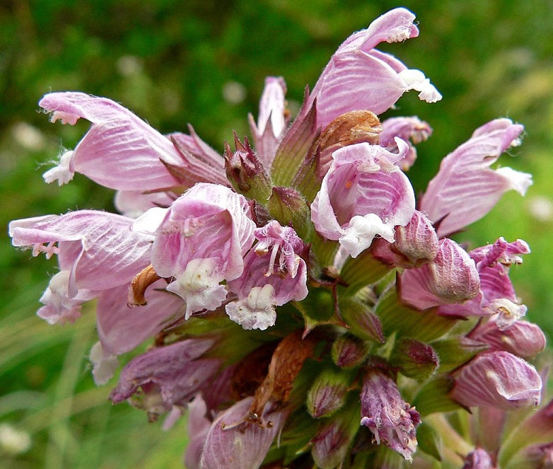 Cedronella canariensis - Canary Balm