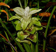 Curcuma longa - Turmeric