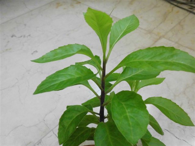 Gynura procumbens - Diabetes Plant, Plant of Longevity, Sambung & Insulin Plant