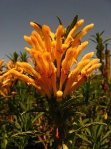 Leonotis leonurus - Orange Lions Tail