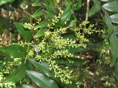 Mischarytera lautereriana - Rose Tamarind