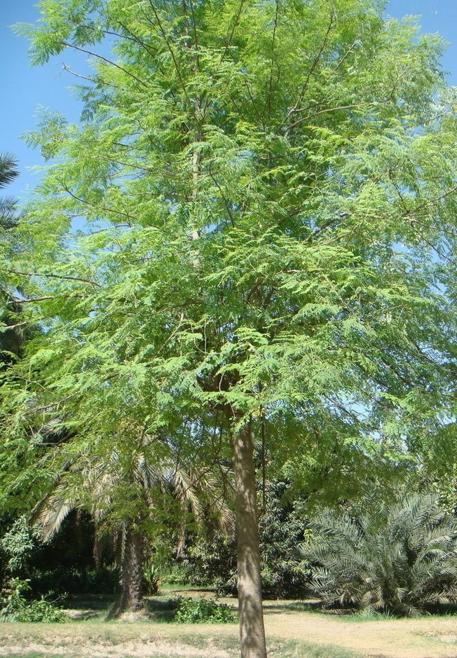 Moringa oleifera