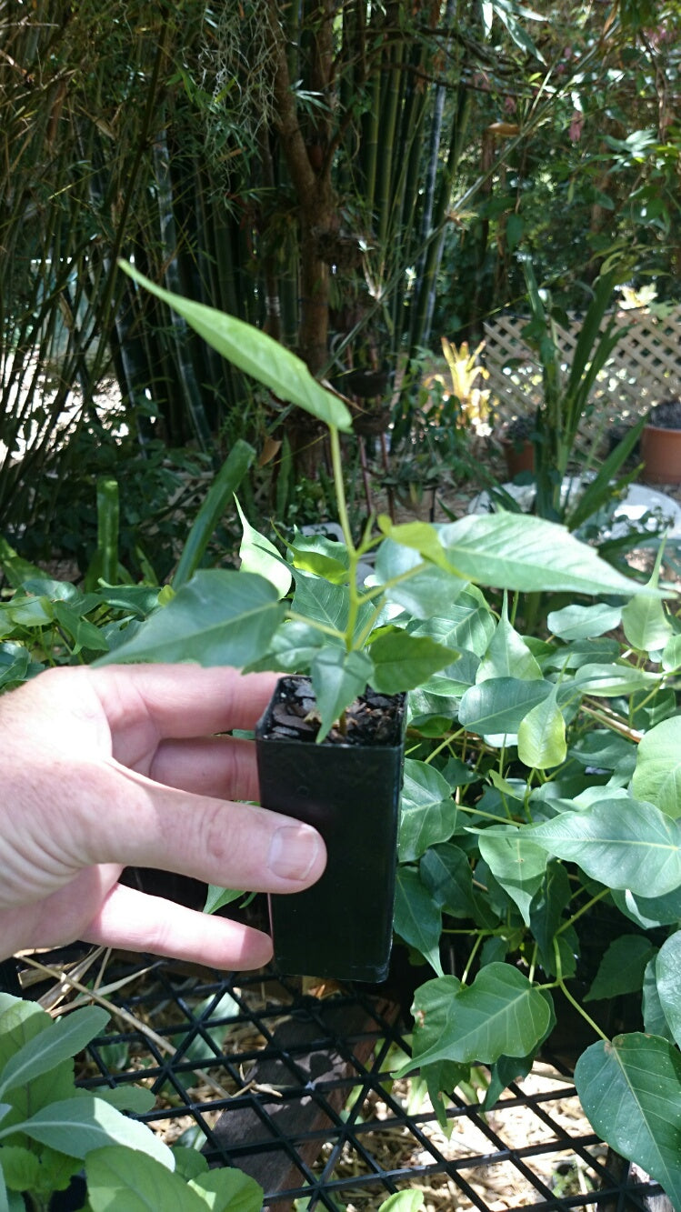 Moringa oleifera