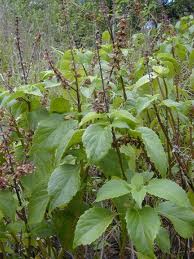 Ocimum gratissimum - Holy Basil