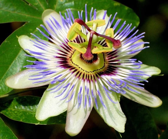 Passiflora caerulea - Blue Passionflower