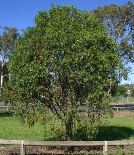 Pittosporum phillyreoides syn.angustifolium - Gumby Gumby