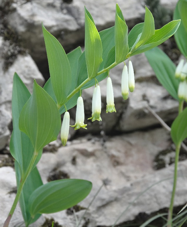 Polygonatum odoratum - Solomon's Seal