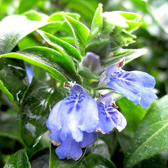 Rungia klossii - Mushroom Plant