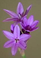 Tulbaghia violacea - Society Garlic