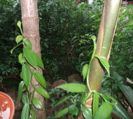 Vanilla planifolia - Vanilla Orchid Vine