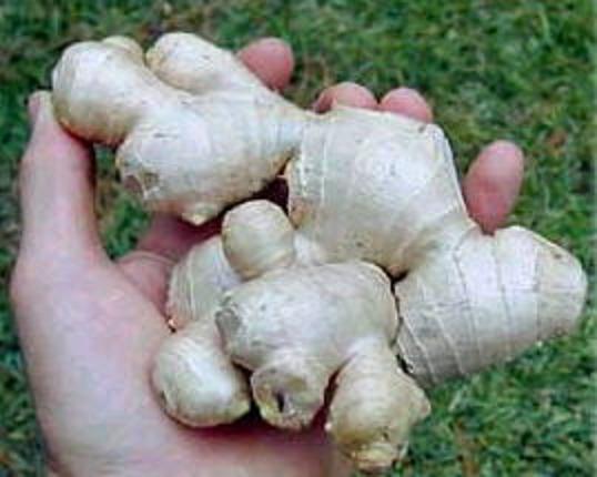 Zingiber officinale - Edible Ginger